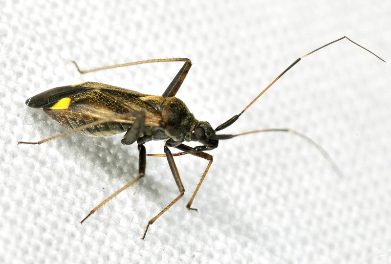 Miridae:  Closterotomus sp.